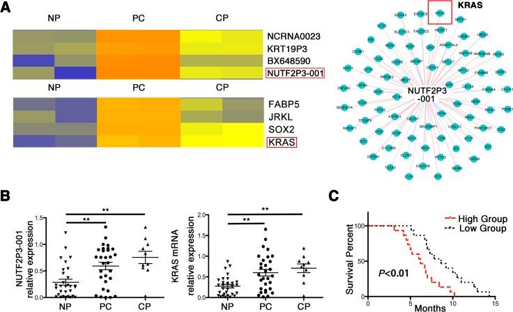 https://cdn.ncbi.nlm.nih.gov/pmc/blobs/6d80/4868736/647292e5726a/oncotarget-07-6000-g001.jpg