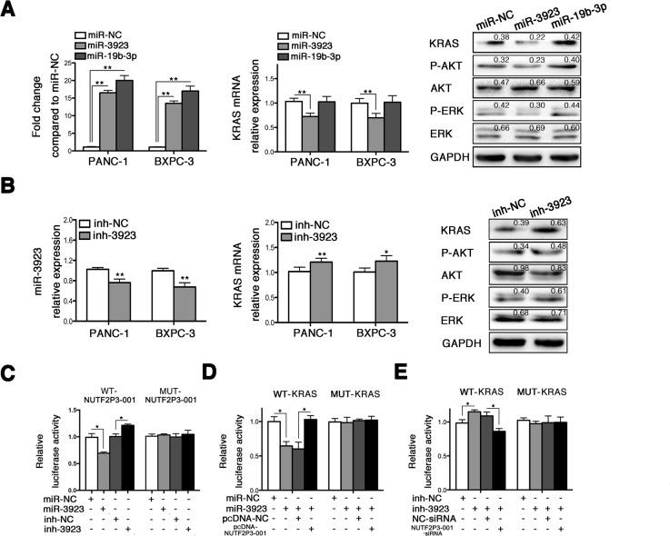 https://cdn.ncbi.nlm.nih.gov/pmc/blobs/6d80/4868736/acc7415da55d/oncotarget-07-6000-g003.jpg