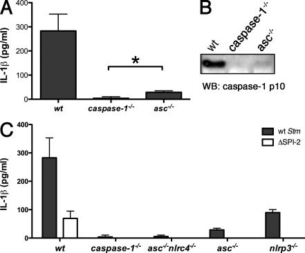 https://cdn.ncbi.nlm.nih.gov/pmc/blobs/6de3/2916133/ac415b1c2a86/JEM_20100257_GS_Fig2.jpg