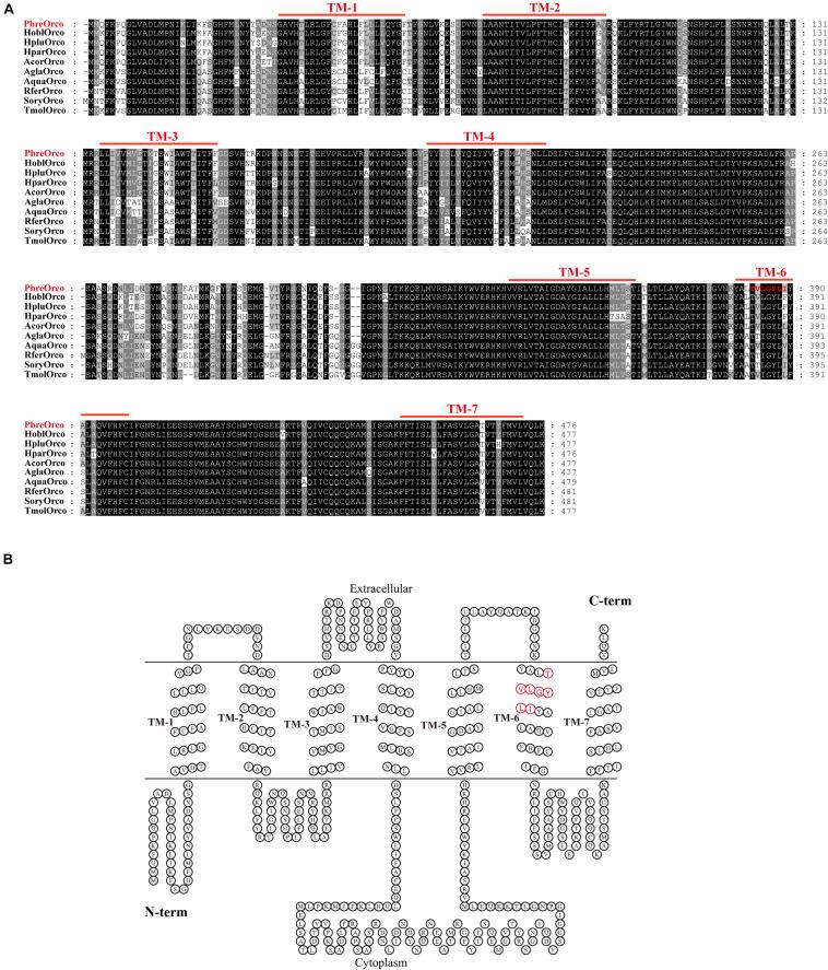 https://cdn.ncbi.nlm.nih.gov/pmc/blobs/6e1b/8076894/849698138d46/fphys-12-649590-g001.jpg