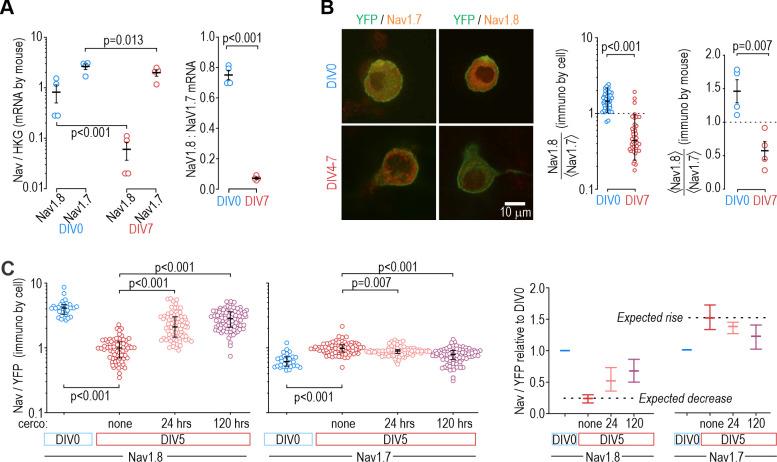 https://cdn.ncbi.nlm.nih.gov/pmc/blobs/6e42/11060714/86950e595c34/elife-90960-fig6.jpg