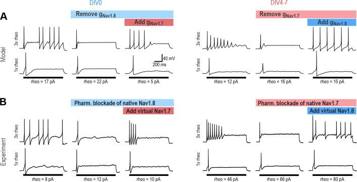 https://cdn.ncbi.nlm.nih.gov/pmc/blobs/6e42/11060714/a551e6fdff92/elife-90960-fig4.jpg