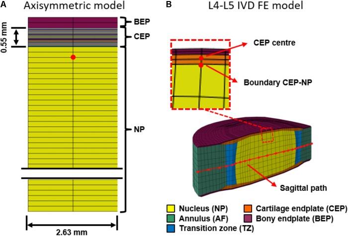 https://cdn.ncbi.nlm.nih.gov/pmc/blobs/6e60/6156535/c3eed252f6dd/fphys-09-01210-g001.jpg