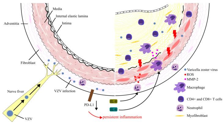 https://cdn.ncbi.nlm.nih.gov/pmc/blobs/6ea2/11274381/bb96c3ab09bb/biomolecules-14-00739-g002.jpg