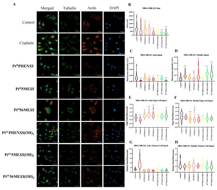 https://cdn.ncbi.nlm.nih.gov/pmc/blobs/6ea5/11274883/7854b7af6008/cancers-16-02544-g010a.jpg