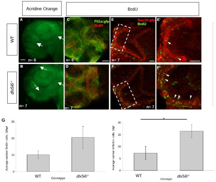 https://cdn.ncbi.nlm.nih.gov/pmc/blobs/6f19/10526740/45b6ff4176c3/biomolecules-13-01347-g004.jpg