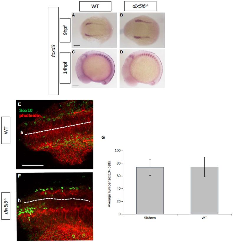 https://cdn.ncbi.nlm.nih.gov/pmc/blobs/6f19/10526740/5eb642bbec3e/biomolecules-13-01347-g003.jpg