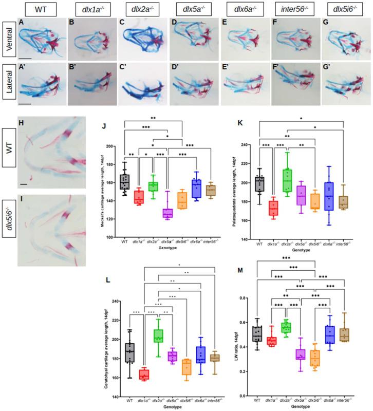 https://cdn.ncbi.nlm.nih.gov/pmc/blobs/6f19/10526740/802662888b86/biomolecules-13-01347-g002.jpg