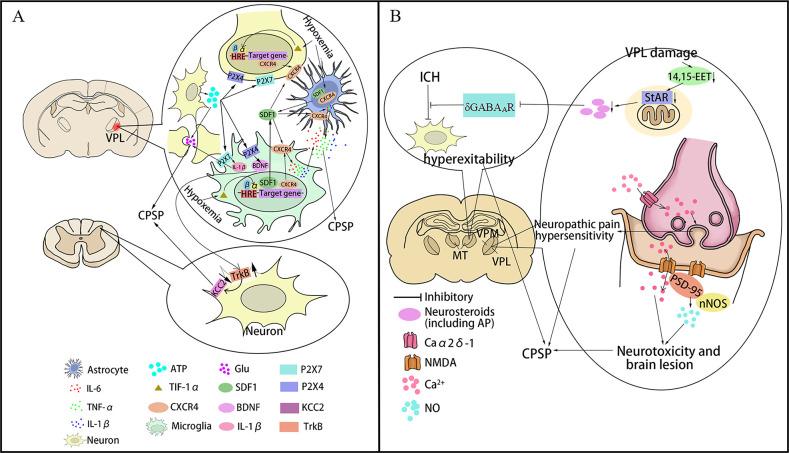 https://cdn.ncbi.nlm.nih.gov/pmc/blobs/6f4f/12230222/16a628afe854/svn-10-3-g002.jpg