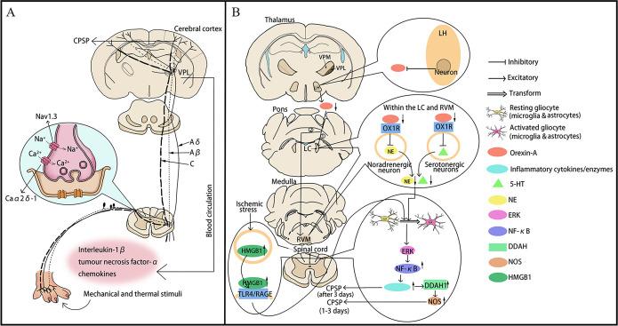 https://cdn.ncbi.nlm.nih.gov/pmc/blobs/6f4f/12230222/a0374546152f/svn-10-3-g001.jpg