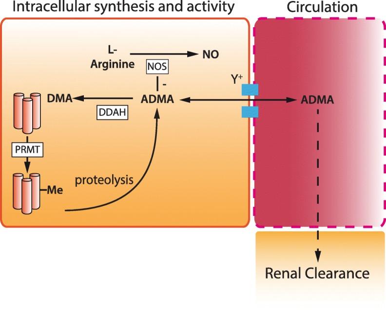 https://cdn.ncbi.nlm.nih.gov/pmc/blobs/6f6b/6888802/781f0575ae3f/40635_2019_274_Fig2_HTML.jpg