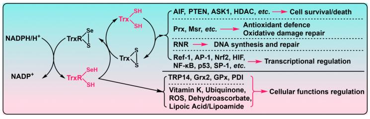 https://cdn.ncbi.nlm.nih.gov/pmc/blobs/6fa6/10452626/aaca47193e2c/biosensors-13-00811-g001.jpg
