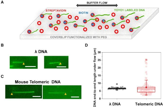https://cdn.ncbi.nlm.nih.gov/pmc/blobs/6fe6/8682769/320e8468fb70/gkab1142fig2.jpg