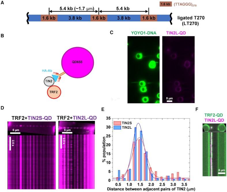 https://cdn.ncbi.nlm.nih.gov/pmc/blobs/6fe6/8682769/44a89c8f95fe/gkab1142fig3.jpg
