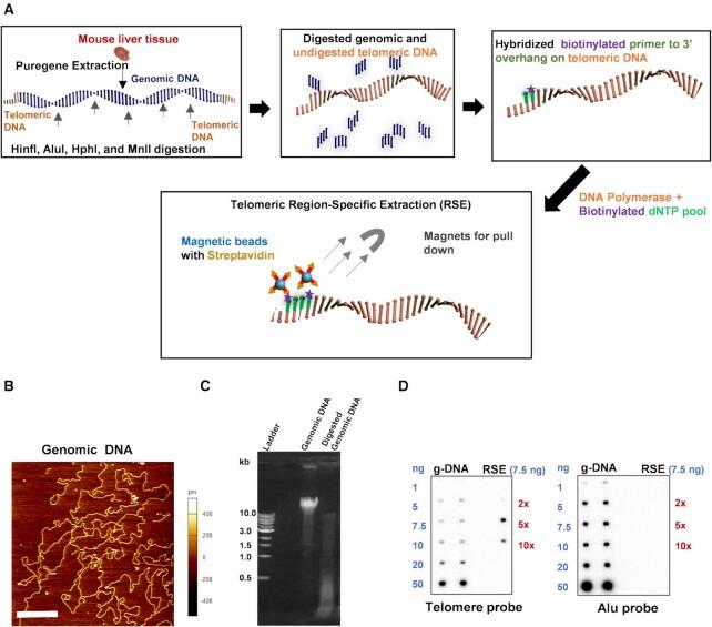 https://cdn.ncbi.nlm.nih.gov/pmc/blobs/6fe6/8682769/5869fea1d307/gkab1142fig1.jpg