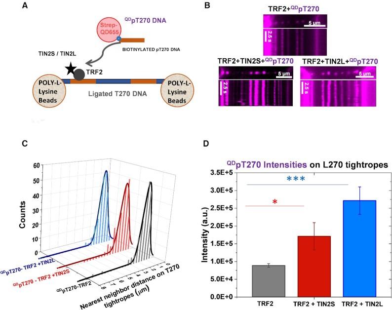 https://cdn.ncbi.nlm.nih.gov/pmc/blobs/6fe6/8682769/9c7d130cf779/gkab1142fig6.jpg