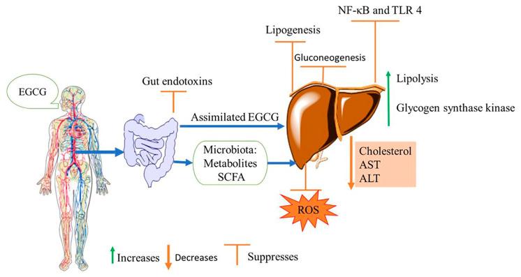 https://cdn.ncbi.nlm.nih.gov/pmc/blobs/6feb/10346988/afb38c244f54/nutrients-15-03022-g003.jpg