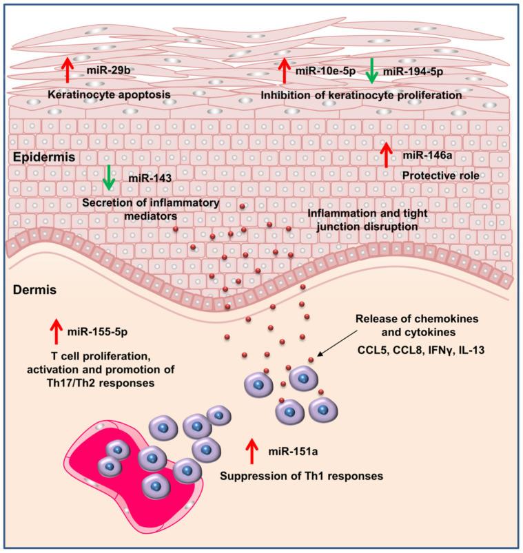 https://cdn.ncbi.nlm.nih.gov/pmc/blobs/7029/9405611/8e3318bd324d/biomolecules-12-01072-g004.jpg
