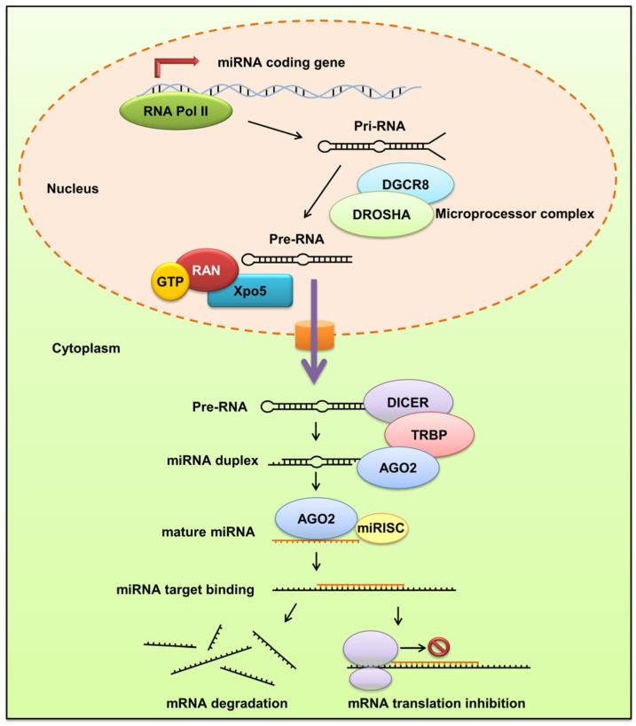 https://cdn.ncbi.nlm.nih.gov/pmc/blobs/7029/9405611/f056dbb54faa/biomolecules-12-01072-g001.jpg
