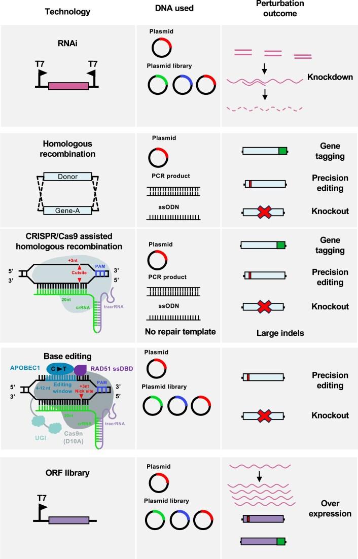 https://cdn.ncbi.nlm.nih.gov/pmc/blobs/702d/12203798/5d893481bc48/gkaf515fig2.jpg