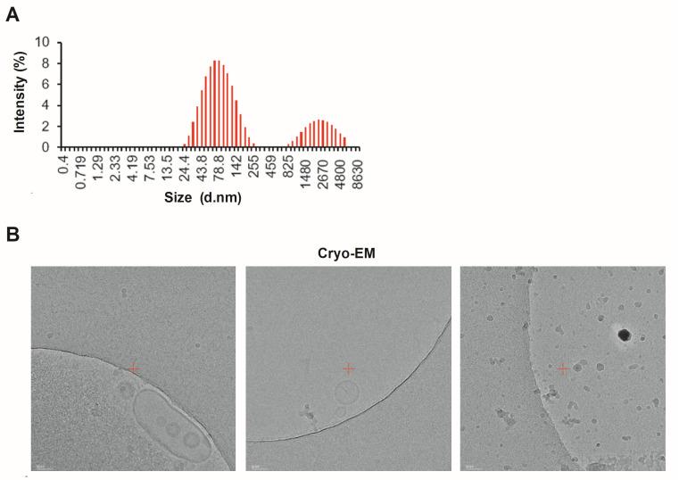 https://cdn.ncbi.nlm.nih.gov/pmc/blobs/7033/11676968/00b5eb0ebdb2/microorganisms-12-02466-g002.jpg