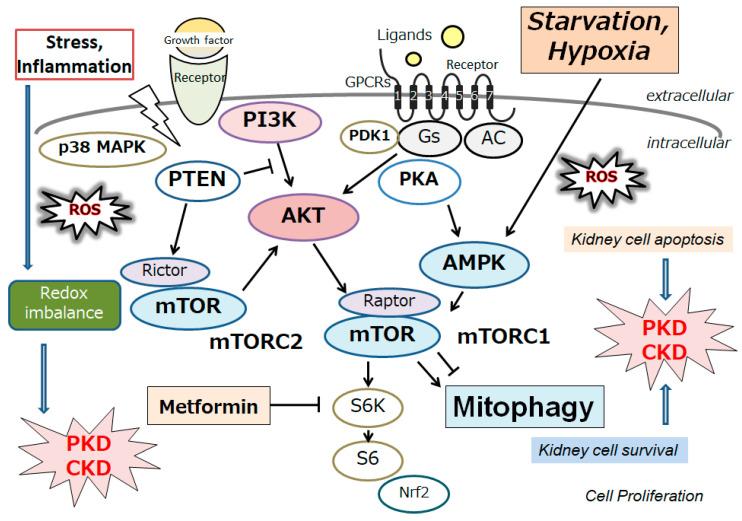 https://cdn.ncbi.nlm.nih.gov/pmc/blobs/7048/10886467/b15cdee71db7/biomolecules-14-00207-g001.jpg
