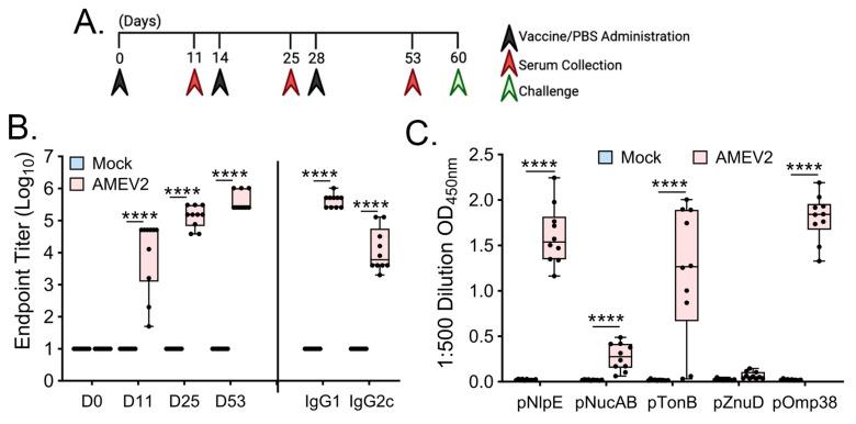 https://cdn.ncbi.nlm.nih.gov/pmc/blobs/7054/11054912/617d3f106914/vaccines-12-00358-g004.jpg