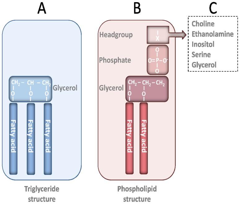 https://cdn.ncbi.nlm.nih.gov/pmc/blobs/706a/3509649/76cb1687a2e0/ijms-13-15401f1.jpg