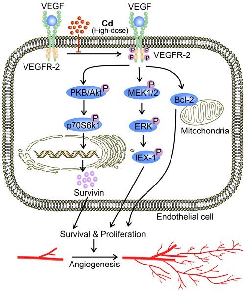 https://cdn.ncbi.nlm.nih.gov/pmc/blobs/7079/5546532/429c64680e87/oncotarget-08-44944-g006.jpg