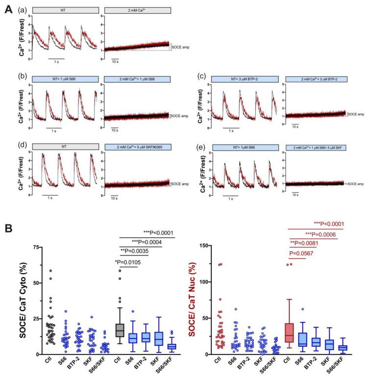 https://cdn.ncbi.nlm.nih.gov/pmc/blobs/707b/10705675/6b1e87c36b7c/cells-12-02690-g004.jpg