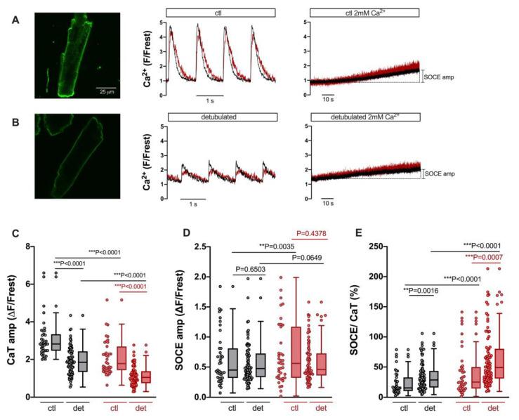 https://cdn.ncbi.nlm.nih.gov/pmc/blobs/707b/10705675/c644e5eae1e6/cells-12-02690-g005.jpg