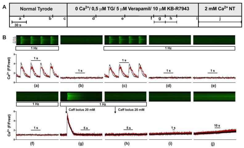 https://cdn.ncbi.nlm.nih.gov/pmc/blobs/707b/10705675/e80cc3ec73aa/cells-12-02690-g001.jpg