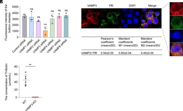 https://cdn.ncbi.nlm.nih.gov/pmc/blobs/709f/12260585/13820b32da7e/pnas.2500285122fig01.jpg