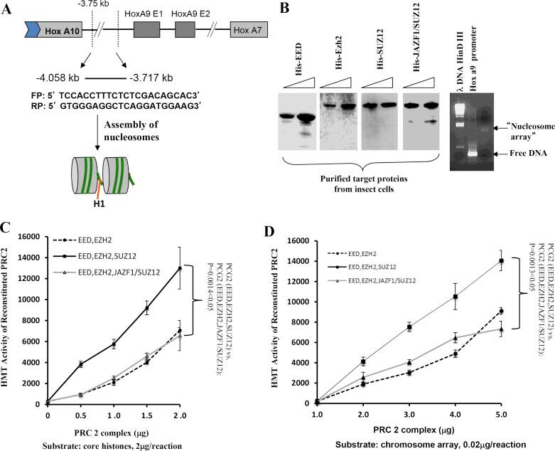https://cdn.ncbi.nlm.nih.gov/pmc/blobs/70d1/5354813/91ef17ce8a75/oncotarget-08-4062-g004.jpg