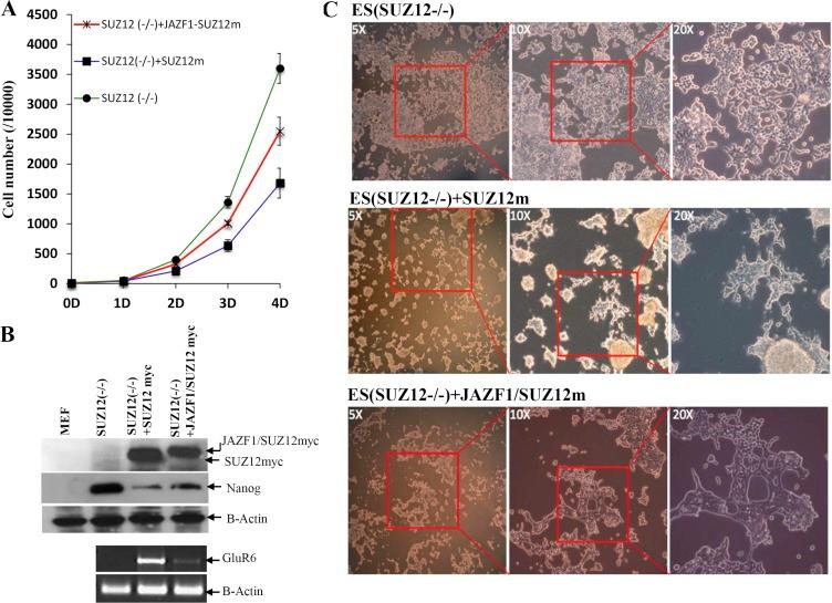 https://cdn.ncbi.nlm.nih.gov/pmc/blobs/70d1/5354813/983a93ee5a05/oncotarget-08-4062-g007.jpg