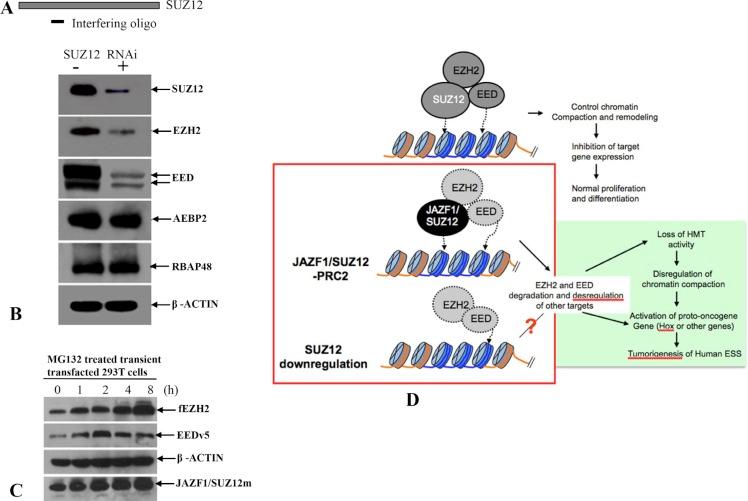 https://cdn.ncbi.nlm.nih.gov/pmc/blobs/70d1/5354813/a7eac685e745/oncotarget-08-4062-g009.jpg