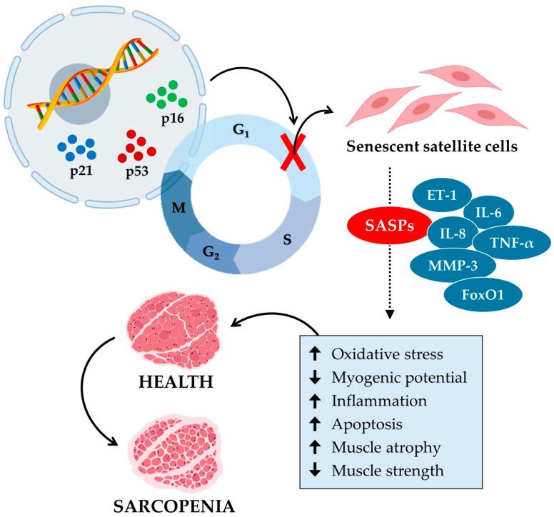 https://cdn.ncbi.nlm.nih.gov/pmc/blobs/70d5/11429507/6fe7a5e15b02/biomedicines-12-01948-g002.jpg