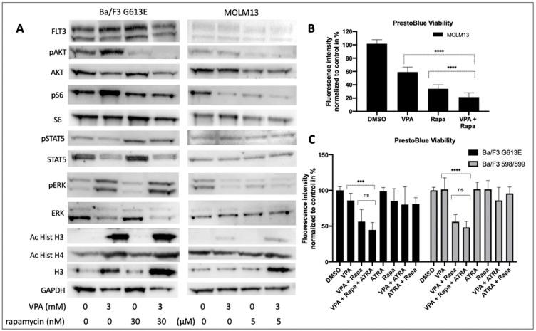https://cdn.ncbi.nlm.nih.gov/pmc/blobs/7131/8616352/d97a55e7c528/cells-10-02992-g006.jpg