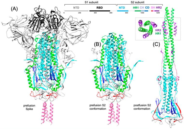 https://cdn.ncbi.nlm.nih.gov/pmc/blobs/7159/11125925/c7bd8de2038a/viruses-16-00712-g001.jpg