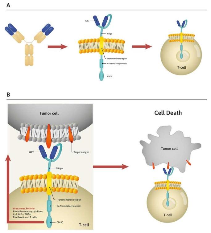 https://cdn.ncbi.nlm.nih.gov/pmc/blobs/7185/7226998/4a45c879d668/cells-09-00983-g001.jpg