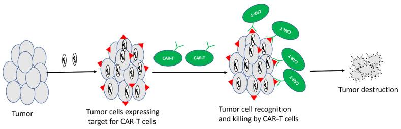 https://cdn.ncbi.nlm.nih.gov/pmc/blobs/71a8/7352900/065e89f961fd/cancers-12-01699-g002.jpg