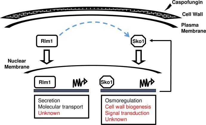 https://cdn.ncbi.nlm.nih.gov/pmc/blobs/71a8/7371209/80902a3fbee9/pgen.1008908.g007.jpg