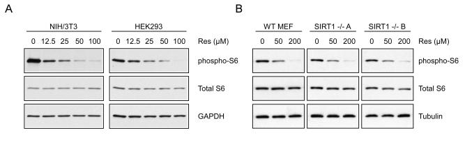 https://cdn.ncbi.nlm.nih.gov/pmc/blobs/71ab/2806030/18ad3edbc6ab/aging-01-515-g005.jpg