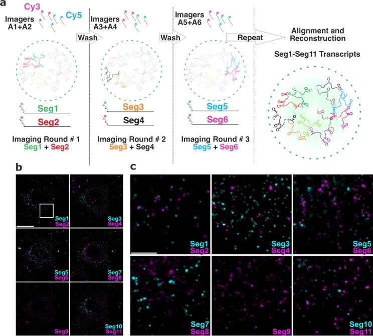 https://cdn.ncbi.nlm.nih.gov/pmc/blobs/71bd/9925054/1a583a7747e8/elife-68670-fig4.jpg