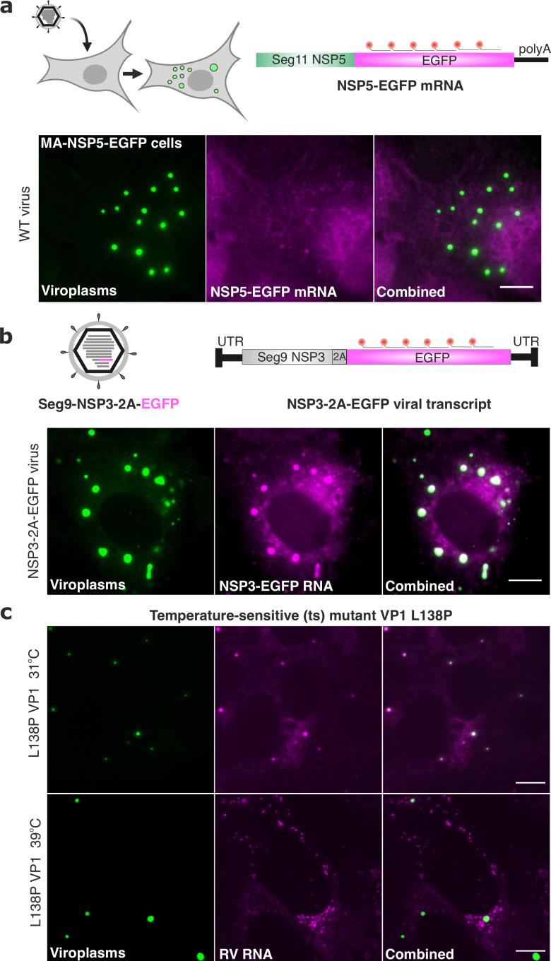 https://cdn.ncbi.nlm.nih.gov/pmc/blobs/71bd/9925054/ec8c52d14cd7/elife-68670-fig7.jpg