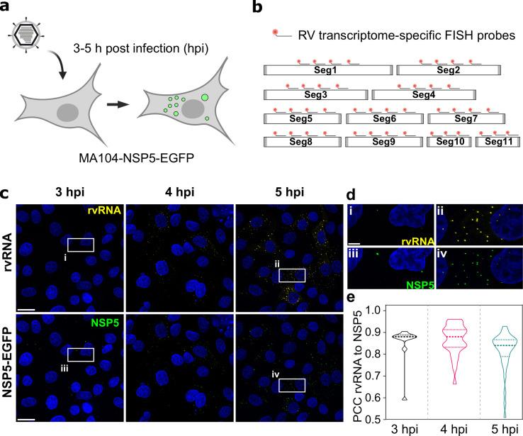 https://cdn.ncbi.nlm.nih.gov/pmc/blobs/71bd/9925054/f8e5fc96dfc0/elife-68670-fig1.jpg