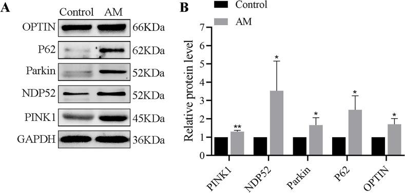 https://cdn.ncbi.nlm.nih.gov/pmc/blobs/71c1/10693823/01ebdc9b5e4a/peerj-11-16497-g005.jpg