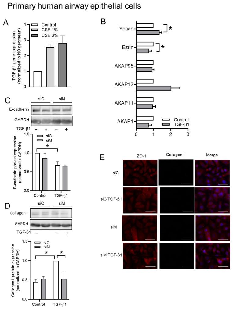 https://cdn.ncbi.nlm.nih.gov/pmc/blobs/71dc/7072527/134253816d2b/cells-09-00356-g008.jpg