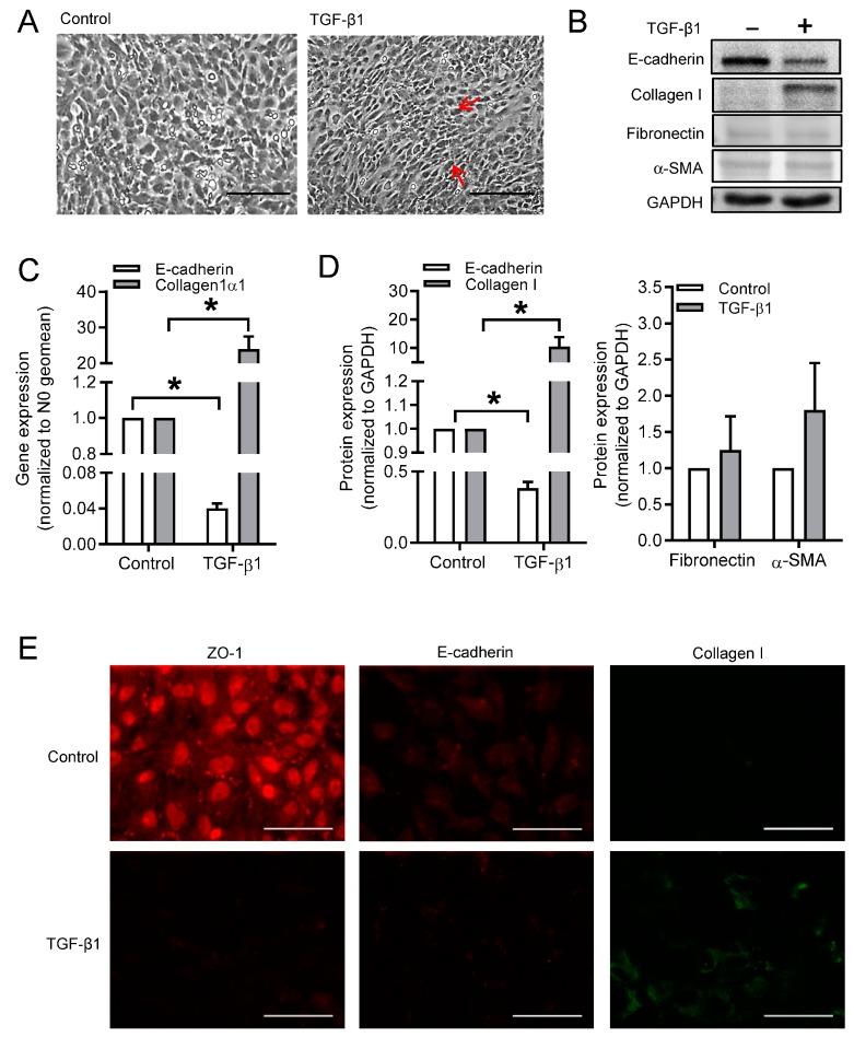 https://cdn.ncbi.nlm.nih.gov/pmc/blobs/71dc/7072527/2e063233b65a/cells-09-00356-g001.jpg