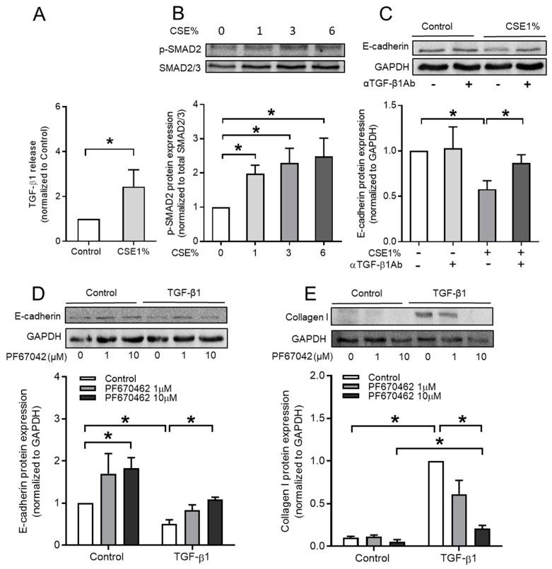 https://cdn.ncbi.nlm.nih.gov/pmc/blobs/71dc/7072527/47a93a4a5ec0/cells-09-00356-g003.jpg